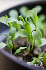 GROWING UP PLANT NATURE  CLOSEUP