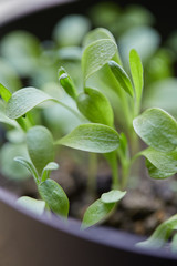 plant green nature close up herb