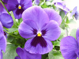 Fototapeta na wymiar Purple Flower Pansies closeup of colorful pansy flower