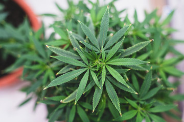 sativa bush marijuana grows in a pot at home in a growbox top view