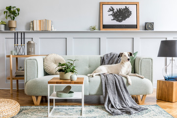 Stylish interior design of living room with modern mint sofa, wooden console, cube, coffee table, lamp, plant, mock up poster frame, pillows, plaid, decoration and beautiful dog lying on the couch.