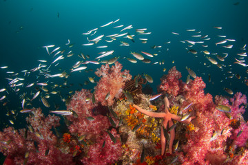 Naklejka na ściany i meble Underwater coral reef and fish 
