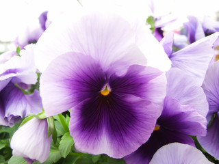 Fototapeta na wymiar Purple Flower Pansies closeup of colorful pansy flower