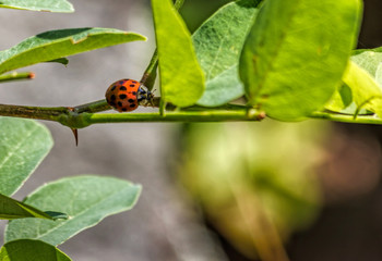 Ladybug on Thin Limb