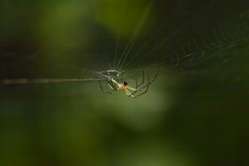 Spider on Web in Woods