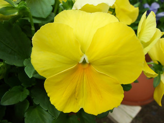 Yellow Pansies closeup of colorful pansy flower