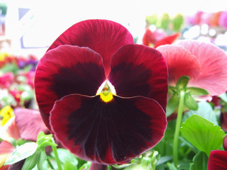 Red and Black Flower Pansies closeup of colorful pansy flower