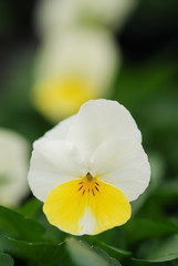 Obraz premium Yellow Pansies closeup of colorful pansy flower