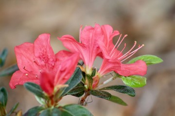 Close up of red azaleas in bloom