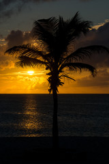 Obraz premium Sonnenuntergang am Strand mit einer Palme im Hintergrund