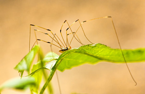 Daddy Longlegs On Leaf