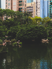 Fototapeta na wymiar pond with flamingos in kowloon park on the background of skyscrapers