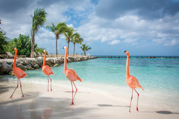 Gruppe von Flamingos  spaziert am Strand - obrazy, fototapety, plakaty