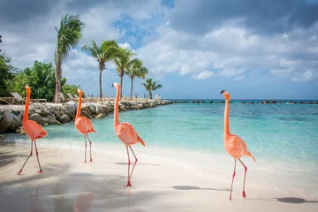 Gardinen Gruppe von Flamingos  spaziert am Strand © life.is.a.worldtrip