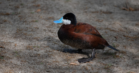 Ducks Playing Around