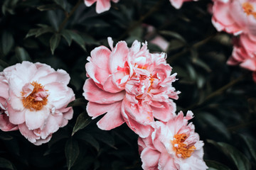 pink and white flowers