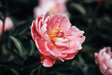 pink and white flowers