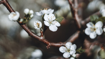 cherry tree blossom