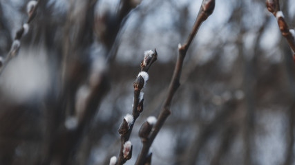  branches