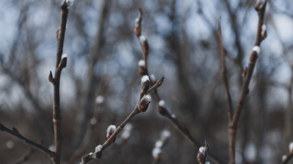  branches
