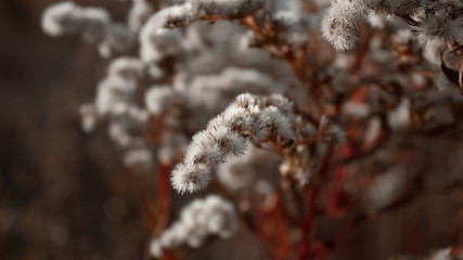 Fototapeta premium frost on tree