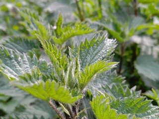 close up of nettle