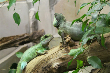 Two iguanas on a tree