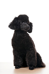 image of dog white background 