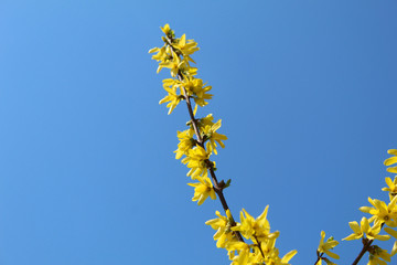 Yellow flowers against the sky