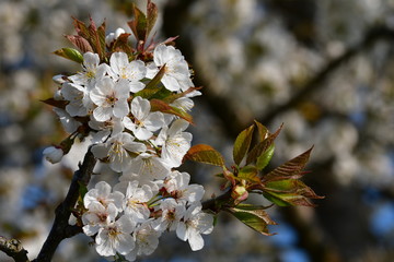 Kirschblüten