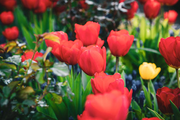 red tulips in spring in city garden