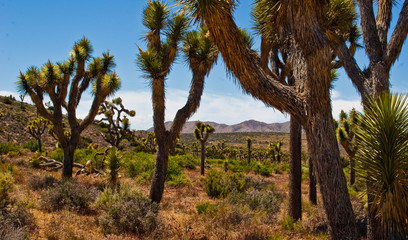 Fototapeta na wymiar Joshua Trees (Yucca brevifolia) With Quail Mountain in Joshua Tree National Park, California, USA