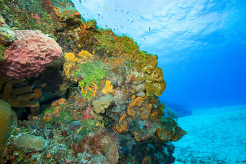 ocean diving