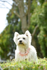 新緑でくつろぐウェスティ