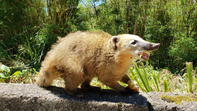 graxaim, animal selvagem, graxaim do campo, cachorro, 