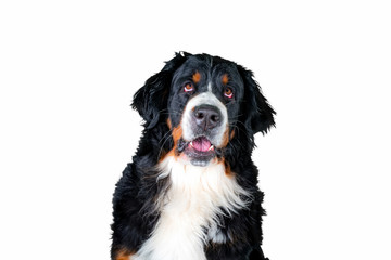 A bernese mountain dog poses for a photo shooting in exchange for its reward