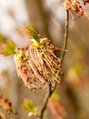 Willow twigs in spring