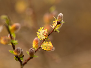 Willow twigs in spring