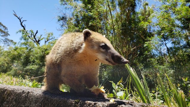 graxaim, animal selvagem, graxaim do campo, cachorro, 