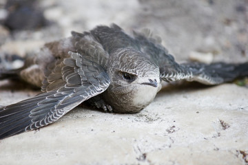 Swift chick fallen on the ground close-up
