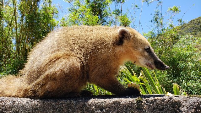 graxaim, animal selvagem, graxaim do campo, cachorro, 