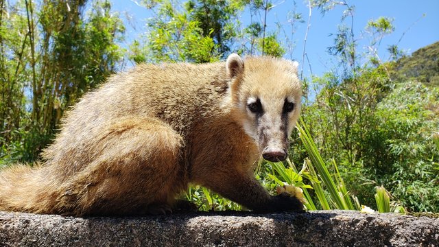 graxaim, animal selvagem, graxaim do campo, cachorro, 