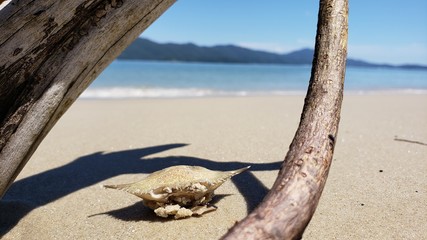 siri, caranguejo, morto, seco, beira mar