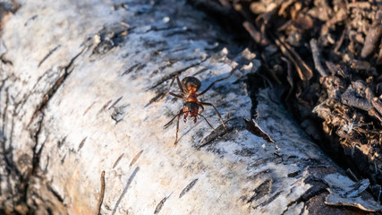 Forest ant in is natural habitat.