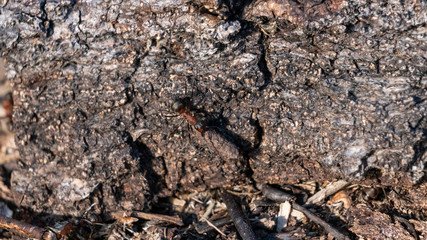 Forest ant in is natural habitat.