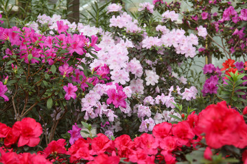 Fototapeta na wymiar Image of fresh pink flowers wall for background