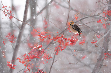 ナナカマドの実を食べる野鳥