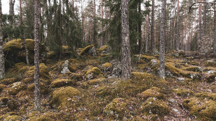 Rocky forest at the place called Devils nest in Turku, Finland.