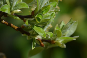 green leaves on a branch