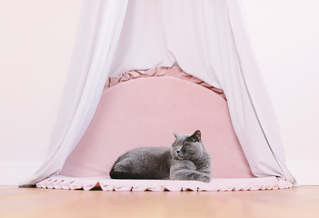 Funny noble British cat lying under baldachin and looking up proudly. © Photocreo Bednarek